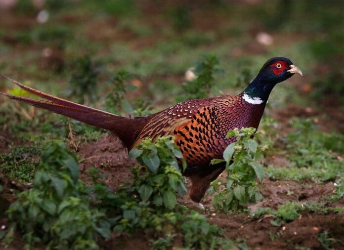 pheasant