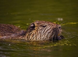Beavers Could Be Reintroduced To Wales