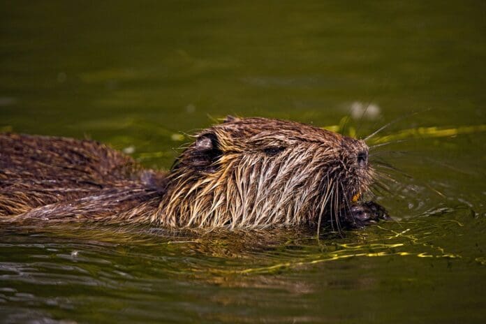 beaver