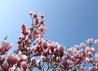 The Health Guru – February 2023