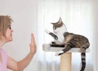 Five impressive tricks you need to teach your cat!