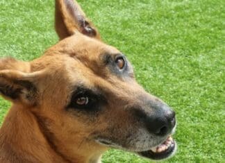 Dog of the Month