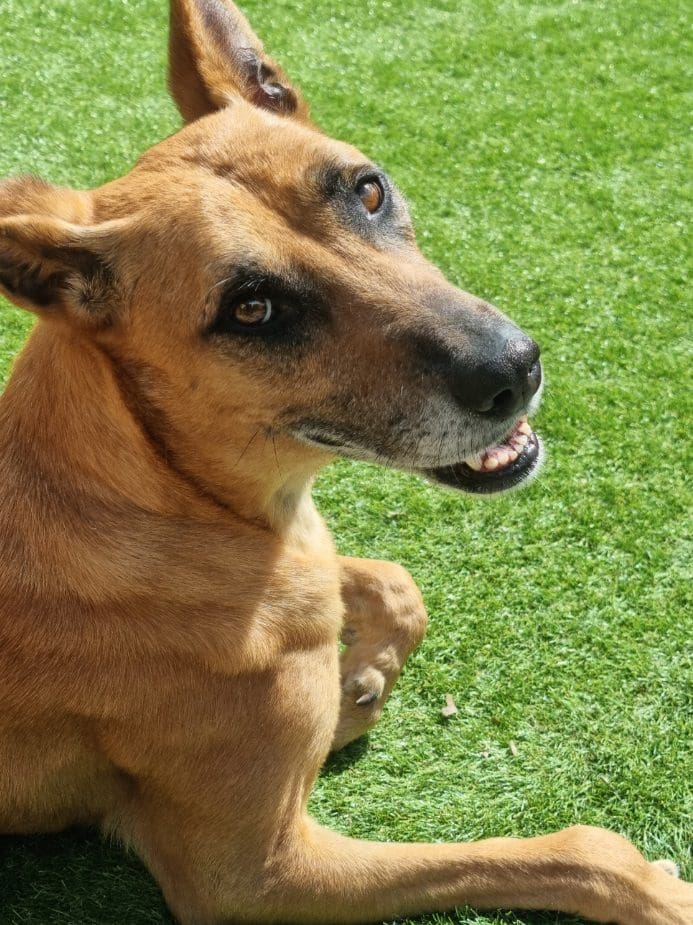 dog of the month august
