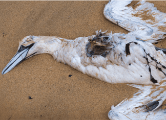 Public urged to be wary of possible cases of Avian Influenza (bird flu)