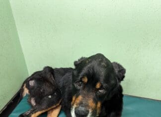 RSPCA Cymru appeal for information after emaciated dog found in Llanelli