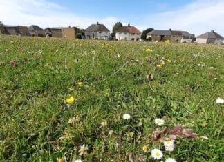 Areas Of Grassland Managed By The Council Could Become Meadows