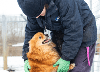 Snow: RSPCA Cymru’s top tips to keep animals safe in the cold across Wales