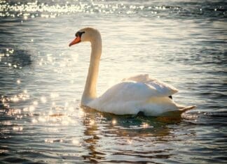 Unexplained deaths of Mute Swans and Wild Ducks