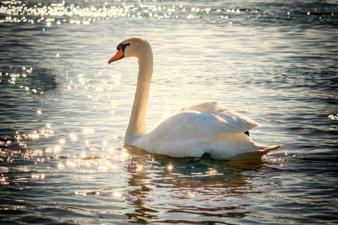 swan-g44b0b0322_1280-min.jpg
