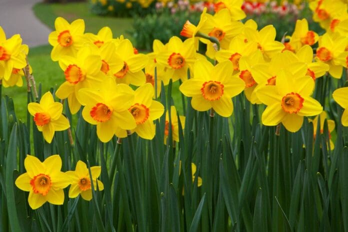 daffodils-2.jpg