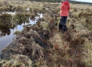 Council restores Figyn common peat bog