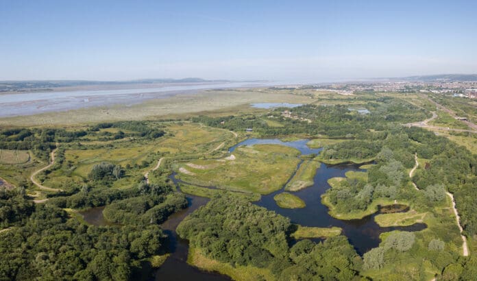 wetland1