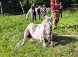 Horse Rescue in Drefach