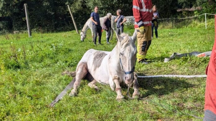 Horse-Rescue-01-Header_cropped.jpg