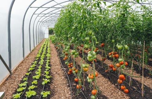 bremeda_isaf_bwydsirgar_-website.jpg