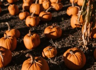 CETMA’s Pumpkinfest events helps save pumpkins from the bin this Halloween