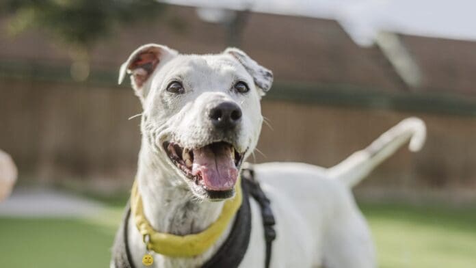 Casper-the-Staffie-Cross-during-a-training-session-Dogs-Trust-scaled.jpg