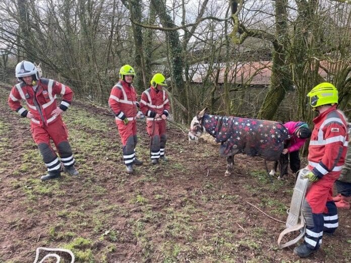 Donkey-Rescue-01.jpg