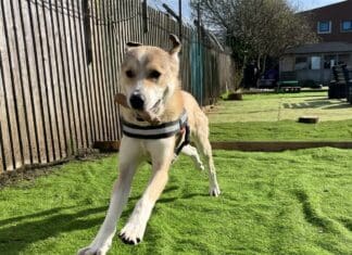 Puppy reportedly battered with shovel urgently seeking a forever home in the UK