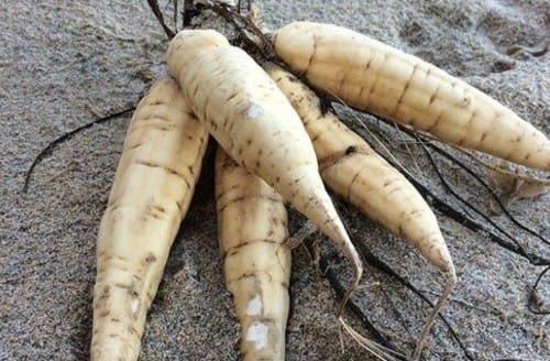 hemlock-website.jpg