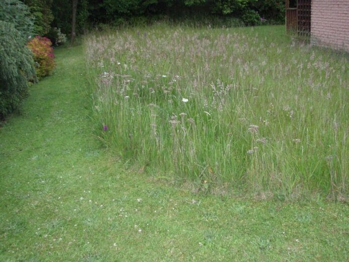 LongGrass-Christine-1.jpg