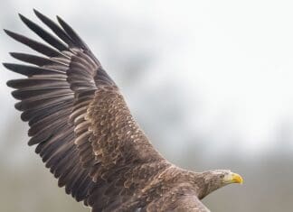 The British Bird of Prey Centre has a new nest in Idole.