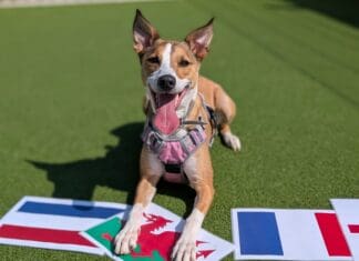 C’mon Cymru! Dogs Trust Cardiff goes football mad for the Women’s Euros