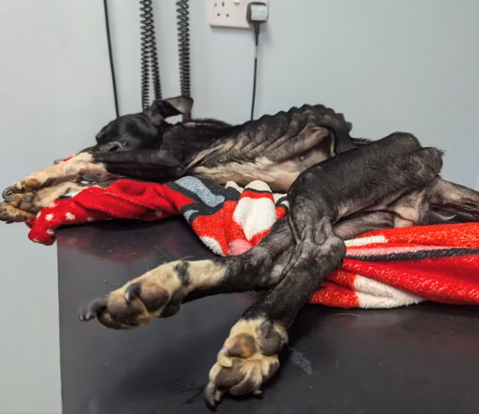 Carmarthenshire man banned from keeping animals for life after neglect