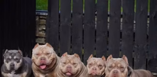 Celebrity dog breeder in court